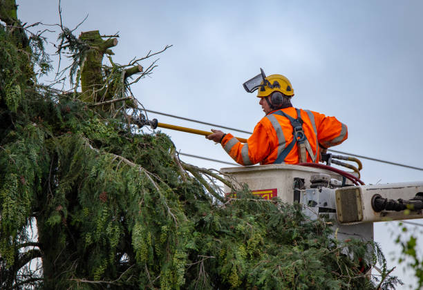 Best Tree Trimming and Pruning  in Alderton, WA